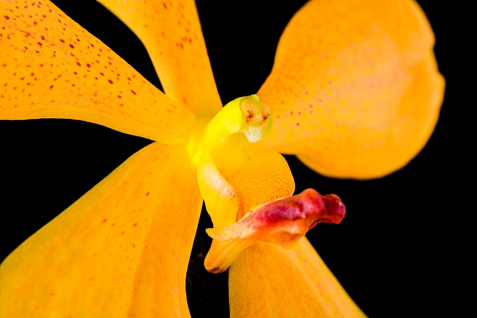 Blossom bloom orange