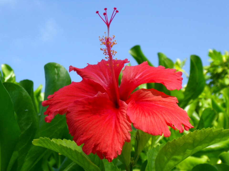 Red bloom close up