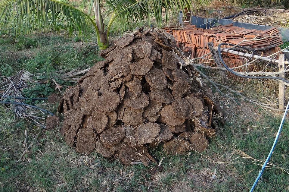Cow manure dried drying