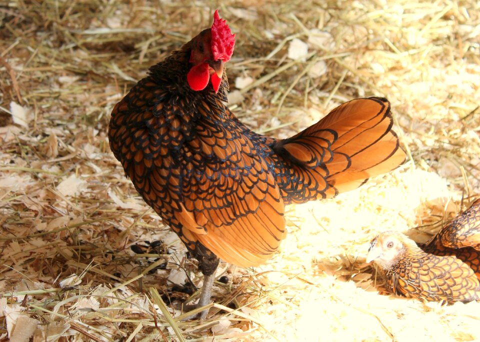 Hen agriculture bird