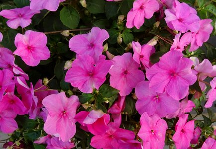 Impatiens sultanii busy lizzie balsam