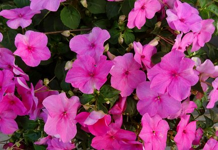 Impatiens sultanii busy lizzie balsam photo