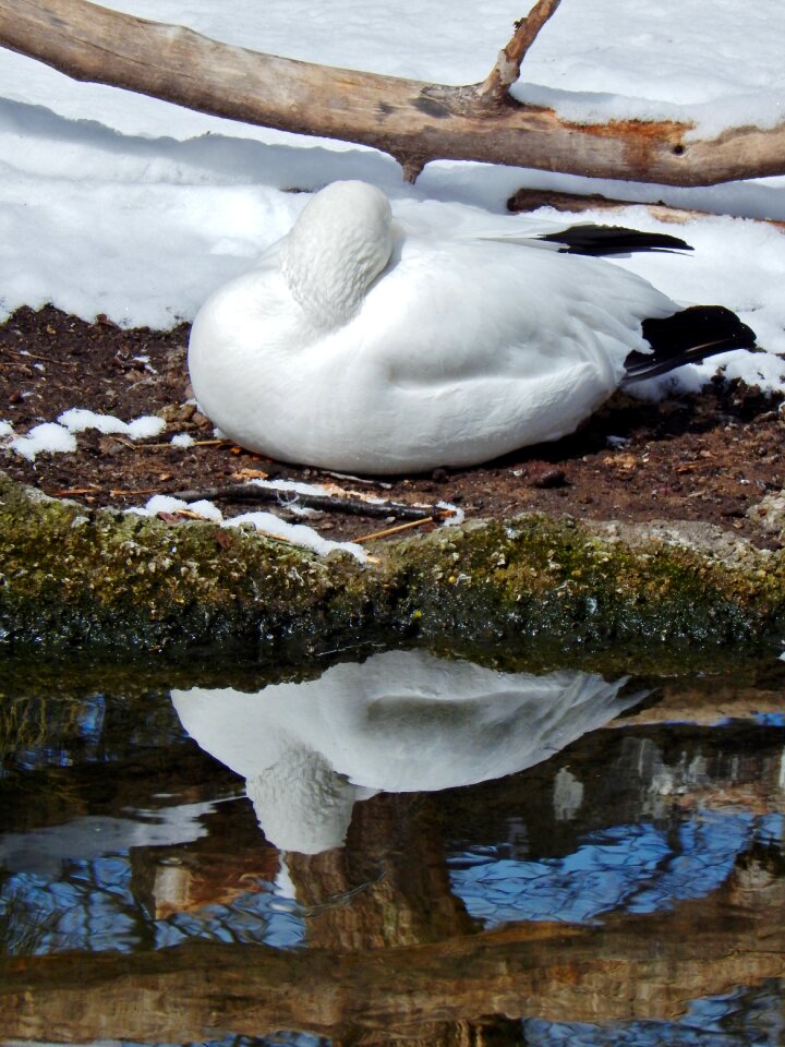 Lake wildlife nature