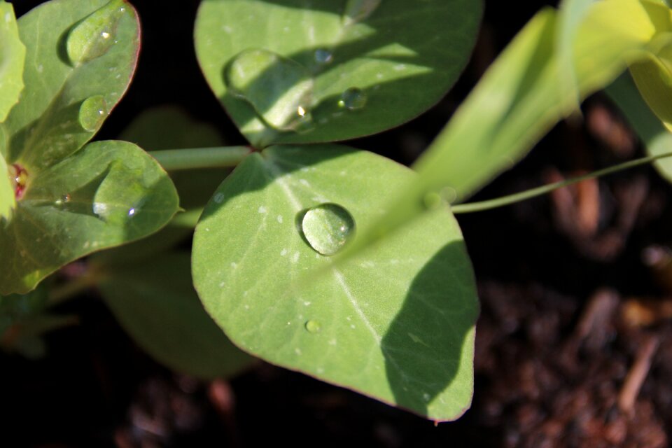 Drop green growth