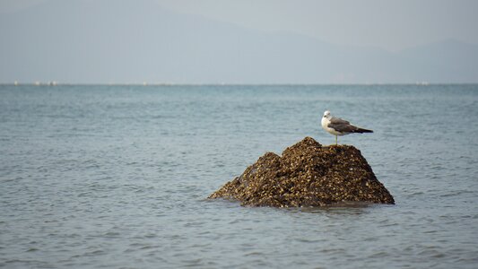 Seagull sony a6000 photo