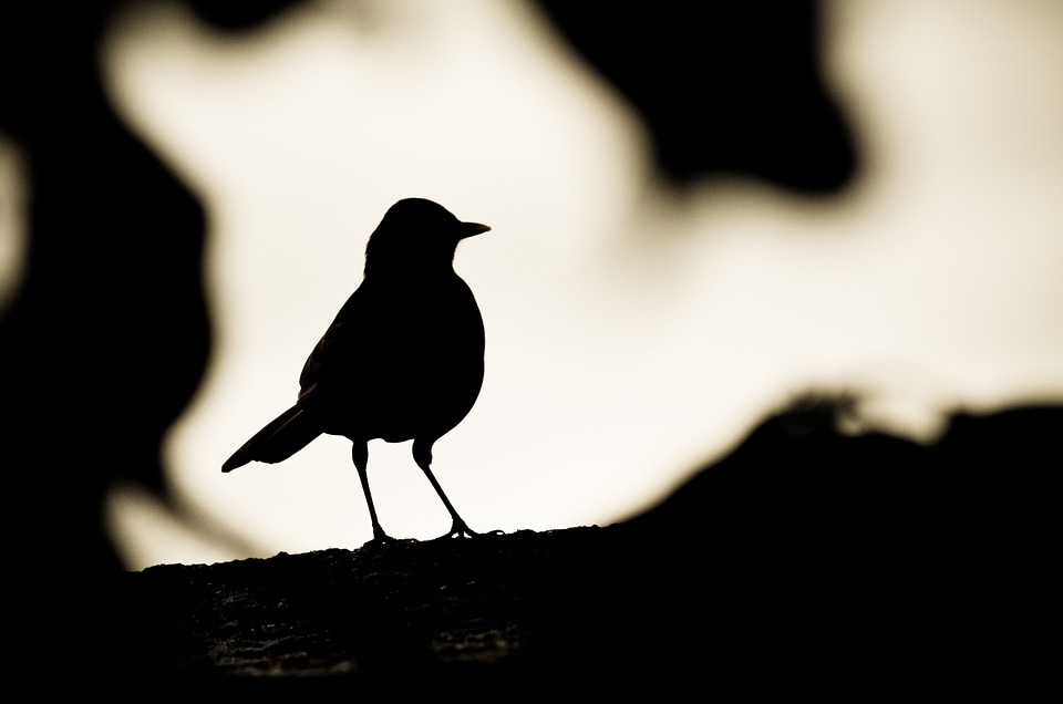 Fauna dark dusk