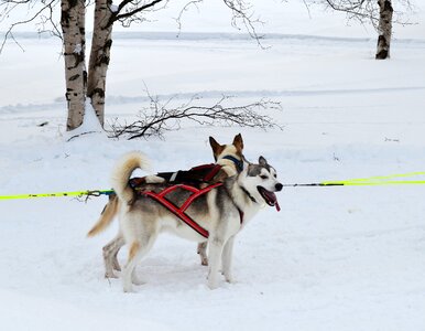 Sled dogs dogs draghund photo