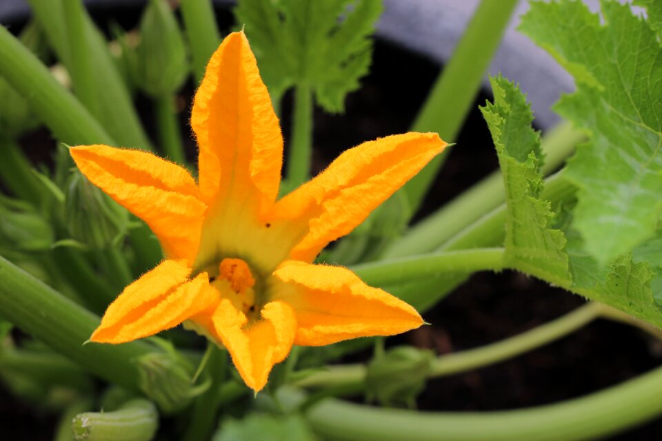 Flowering green yellow