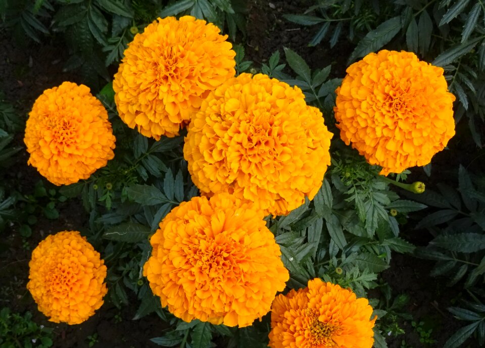 Genda jhenduphool gondephool