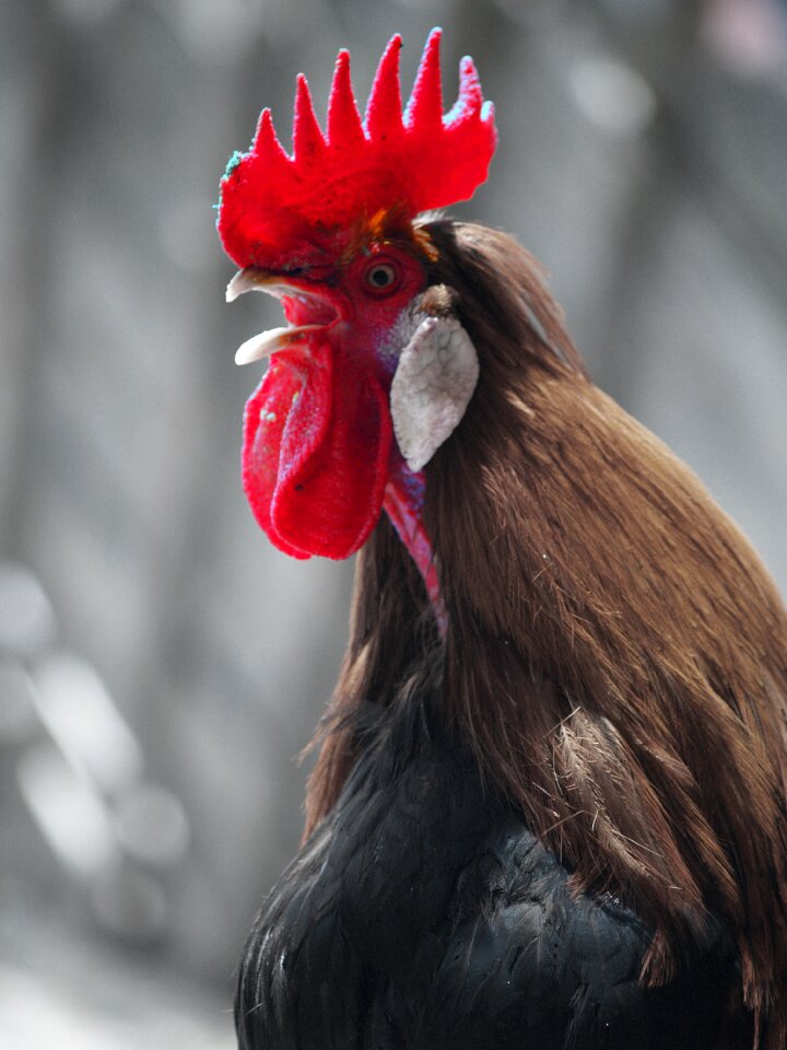 Comb red alpine zoo
