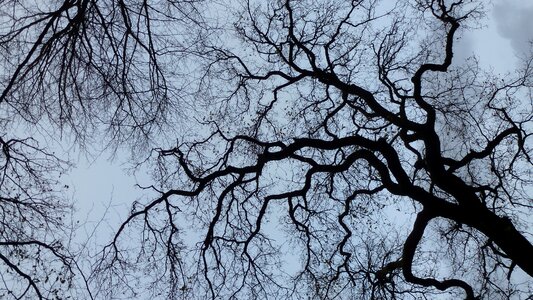 Contrast tree depth perception photo