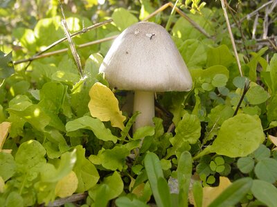Mushroom field fungus