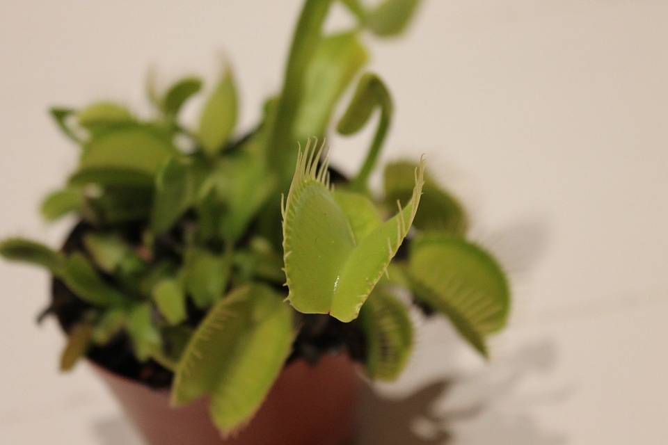 Carnivores fly eater green