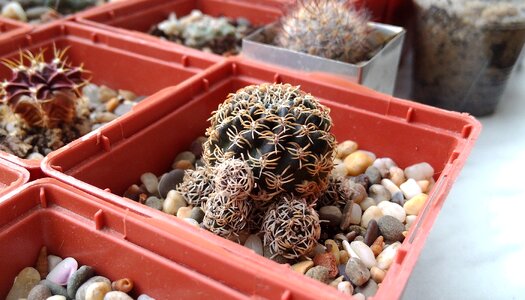 Collection cacti plants photo