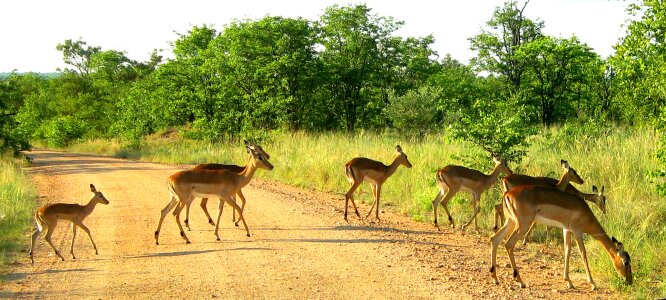 Kruger national park south africa impala photo