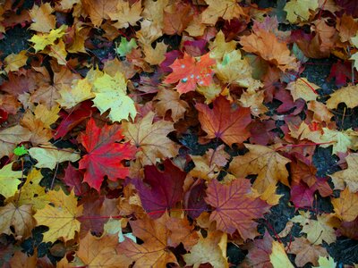 Leaves maple red