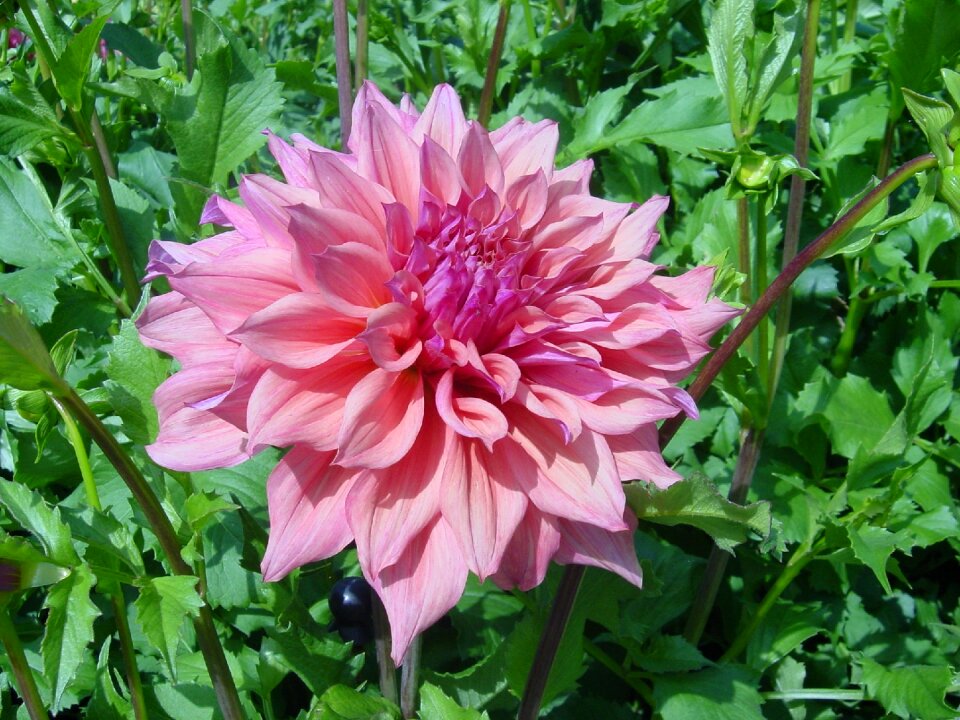 Germany island of flowers nature