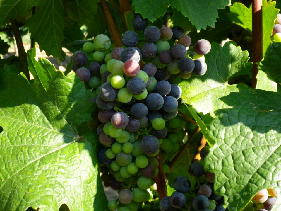 Blue vine mature