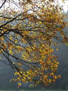 Foliage autumn collapse
