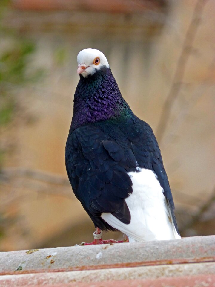 Lookout bird fauna