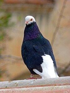 Lookout bird fauna
