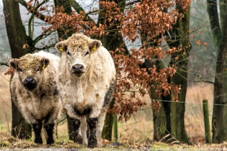 Animal farm livestock