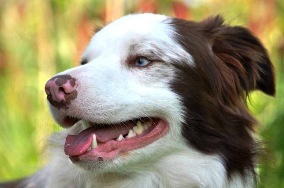 Dog pet animal portrait