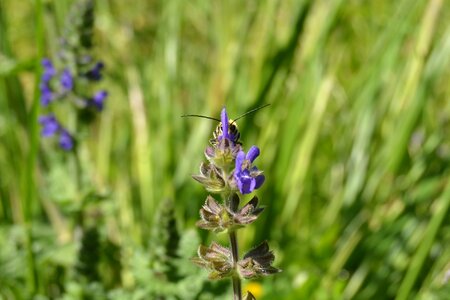 Pollination prato insect