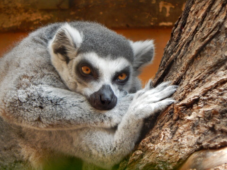 Nature wildlife mammal