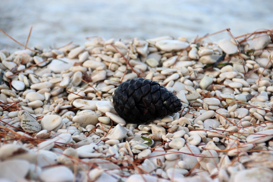 Pine cone water sea