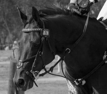 Eventing gray event