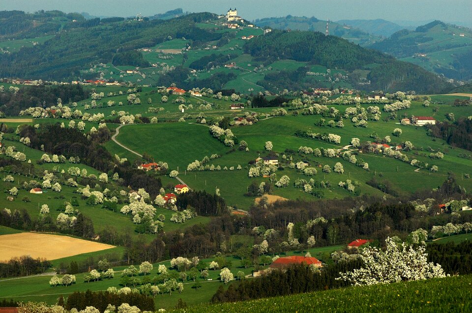 Blossom mostviertel austria