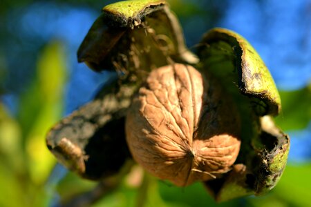 Walnut shell nuts