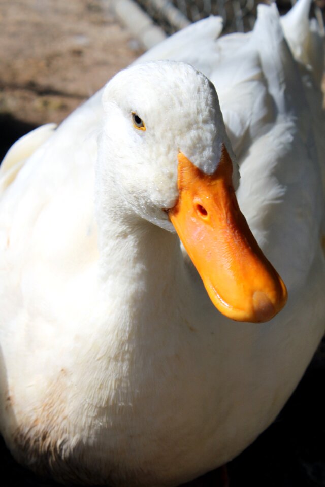 Older bill feathers