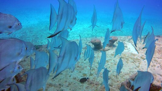 Shipwreck diving diver paraiba photo