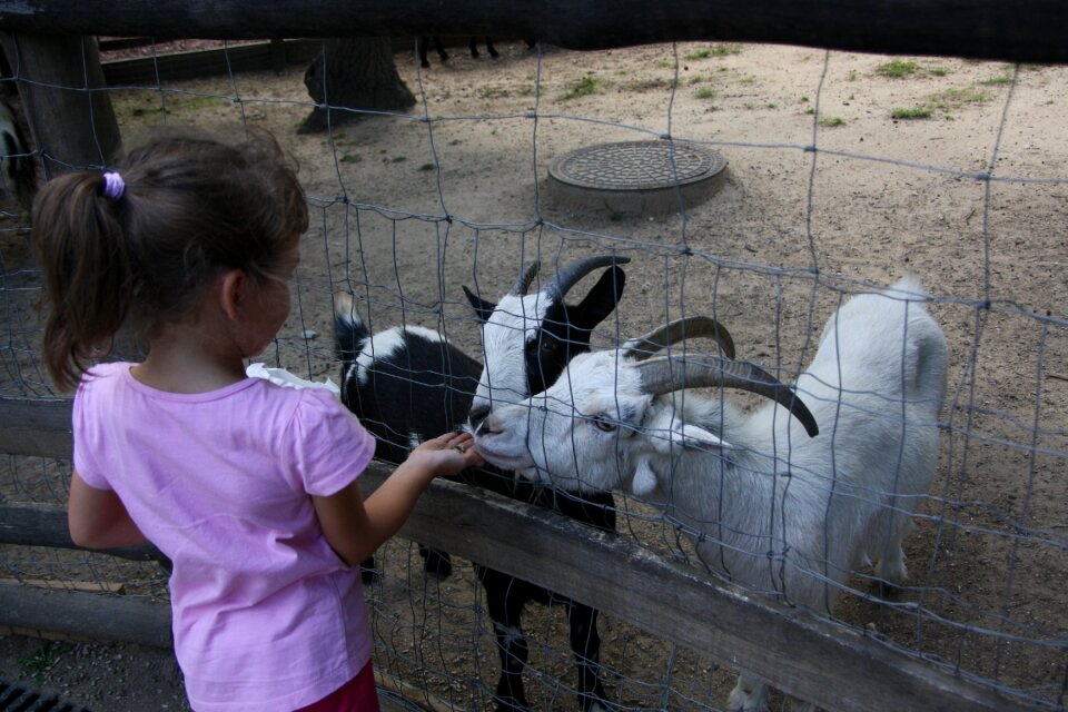 Goats child petting zoo