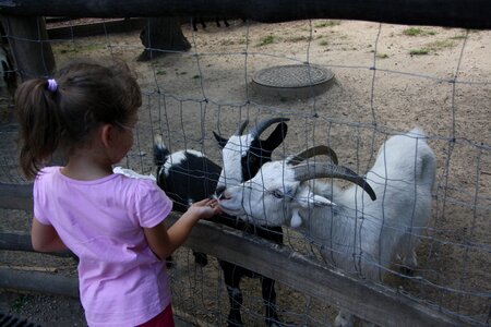 Goats child petting zoo photo