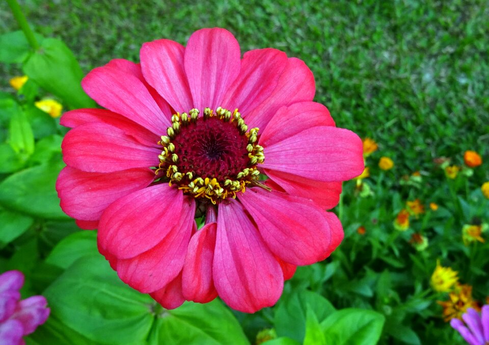 Plant garden bloom