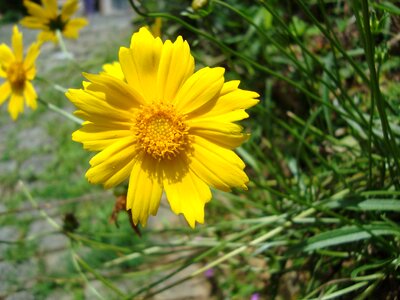 Spring yellow yellow flower photo