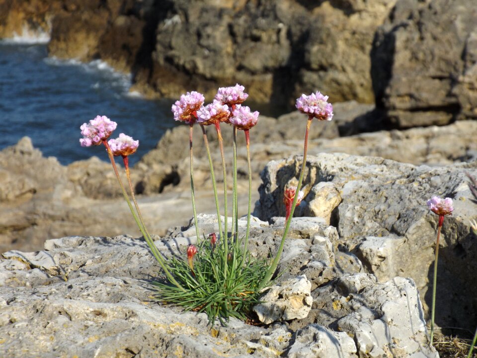 Plant sea thrift armeria maritima