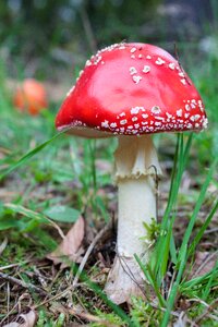 Forest red fly agaric mushroom nature