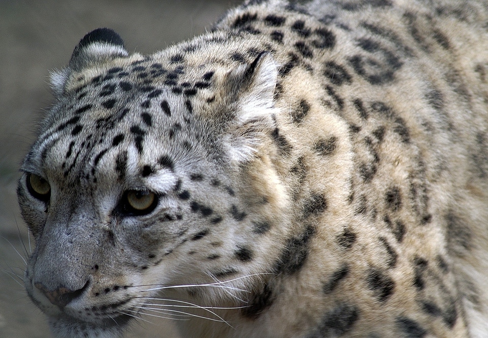 Cat big cat threatened