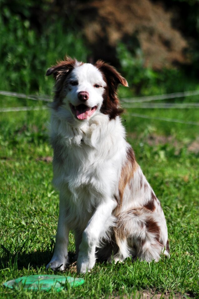 Buster portrait dog