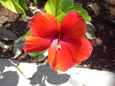 Bloom red close up