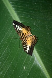 Wildlife garden wings
