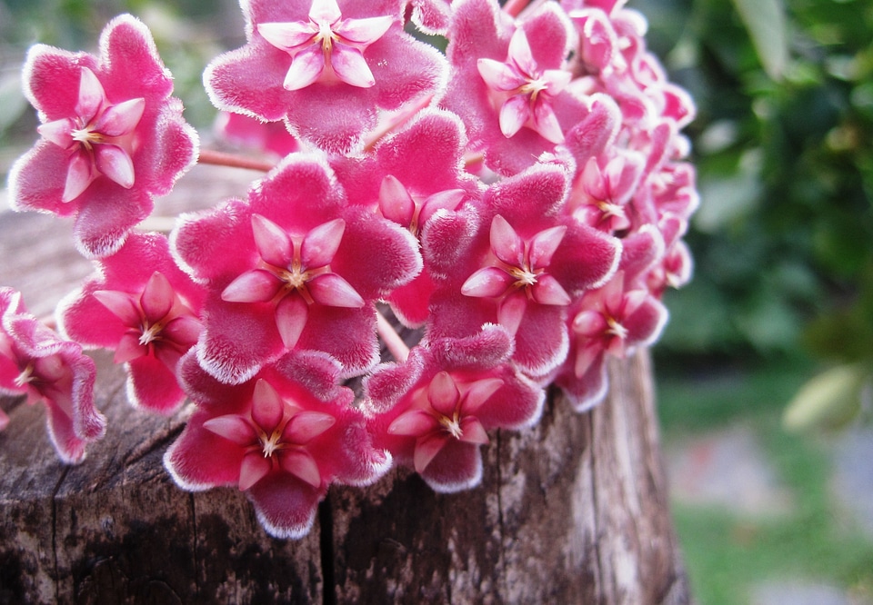 Florets pink velvety