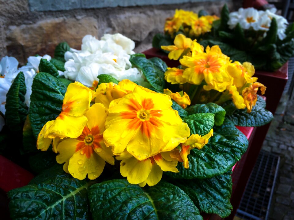 Bloom flower bloom