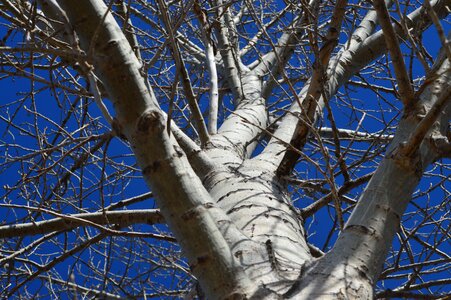 Blue sky forest woods photo