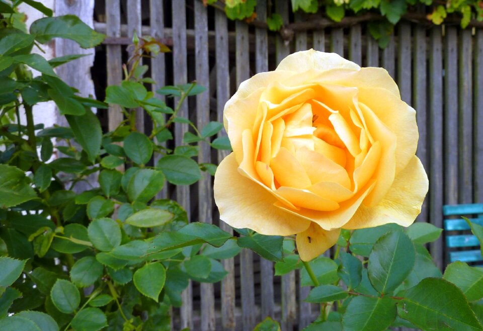 Yellow garden roses english rose