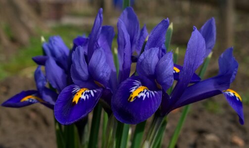 Spring crocus flower purple